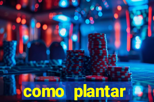 como plantar gergelim no vaso