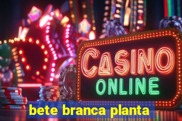 bete branca planta