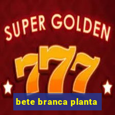 bete branca planta