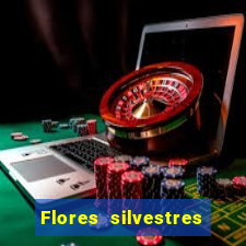 Flores silvestres brasileiras 25