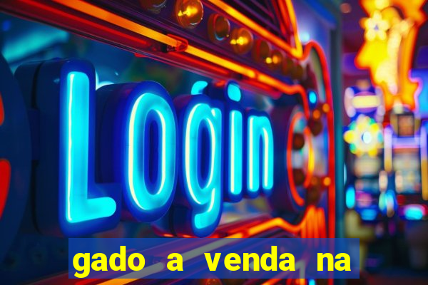 gado a venda na bahia olx