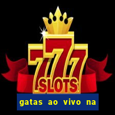 gatas ao vivo na web cam