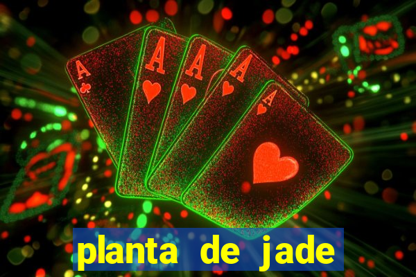 planta de jade significado espiritual