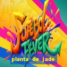 planta de jade significado espiritual