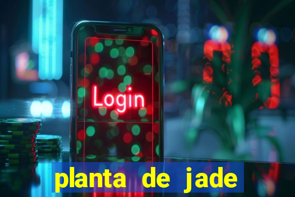 planta de jade significado espiritual