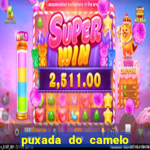 puxada do camelo jogo do bicho